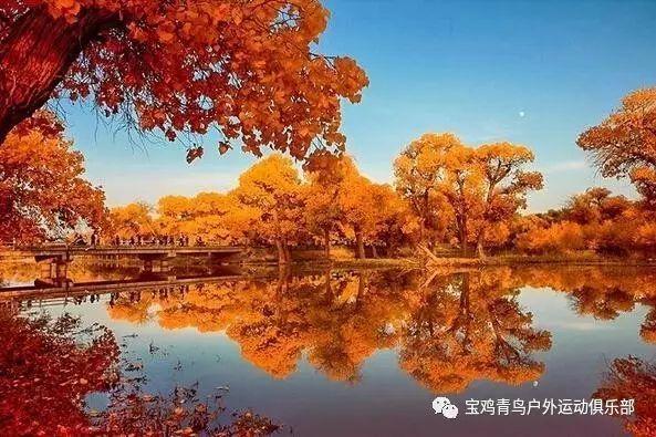 梦想的后院